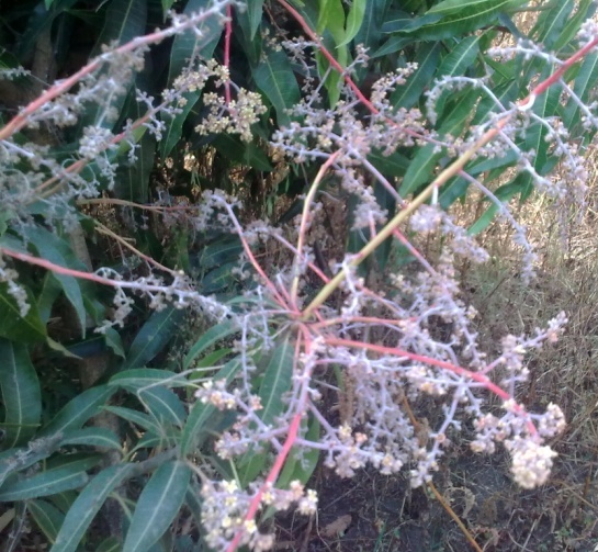 Powdery mildew on mango plant