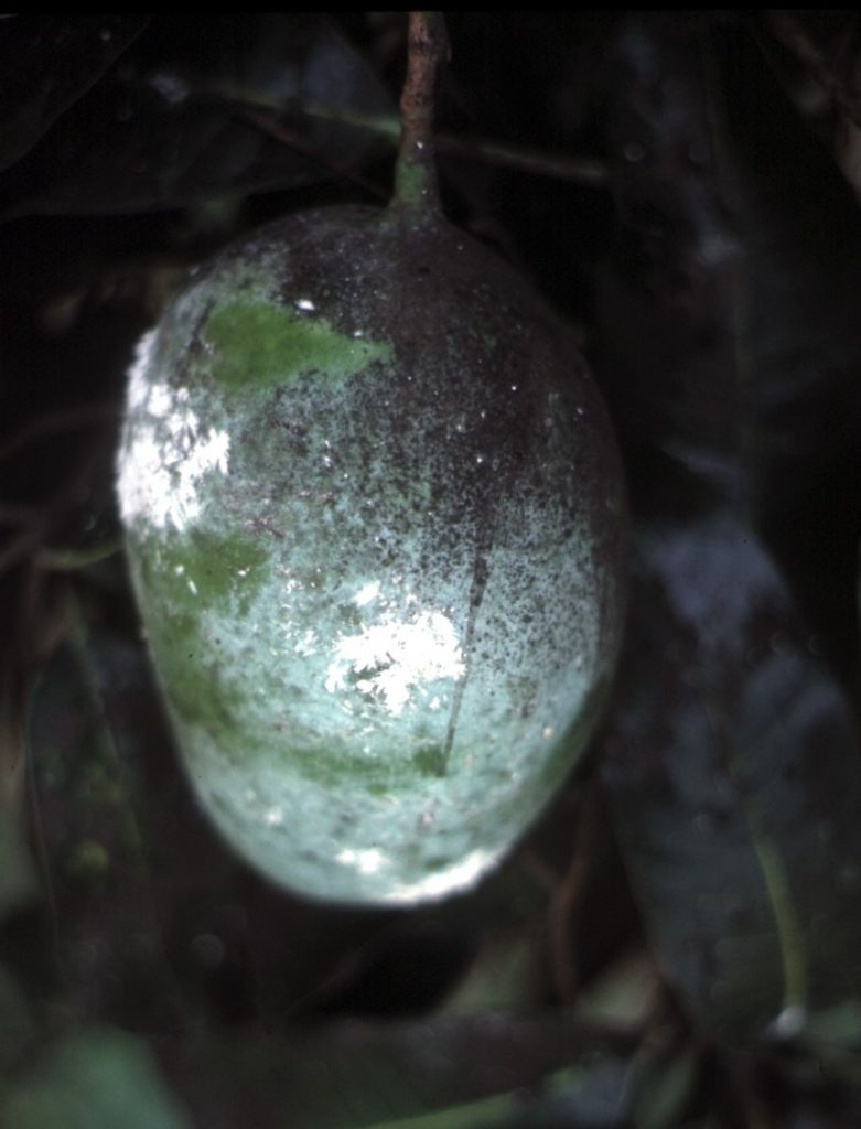 Mango with sooty mould