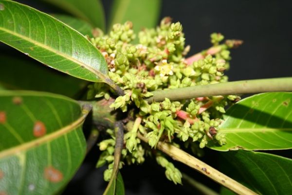 Mango malformation disease