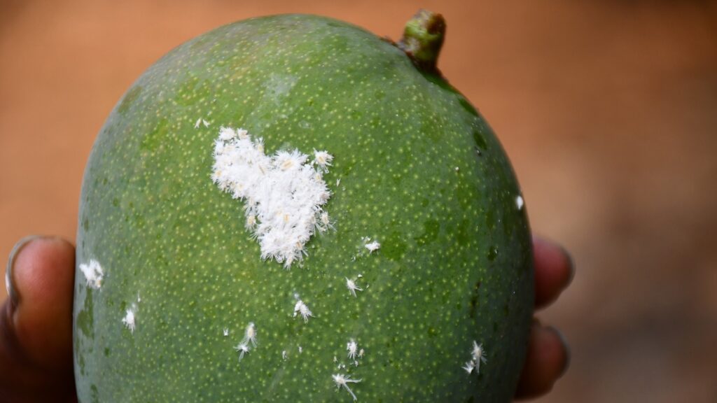 Mango with mealybug infestation