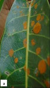 Mango leaf with red rust