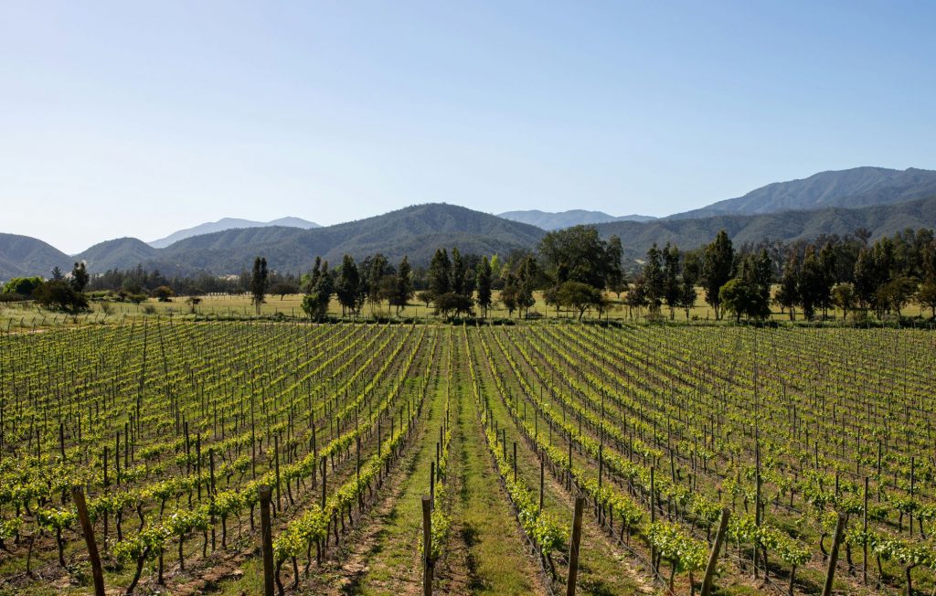 చిలీలోని ద్రాక్షతోట