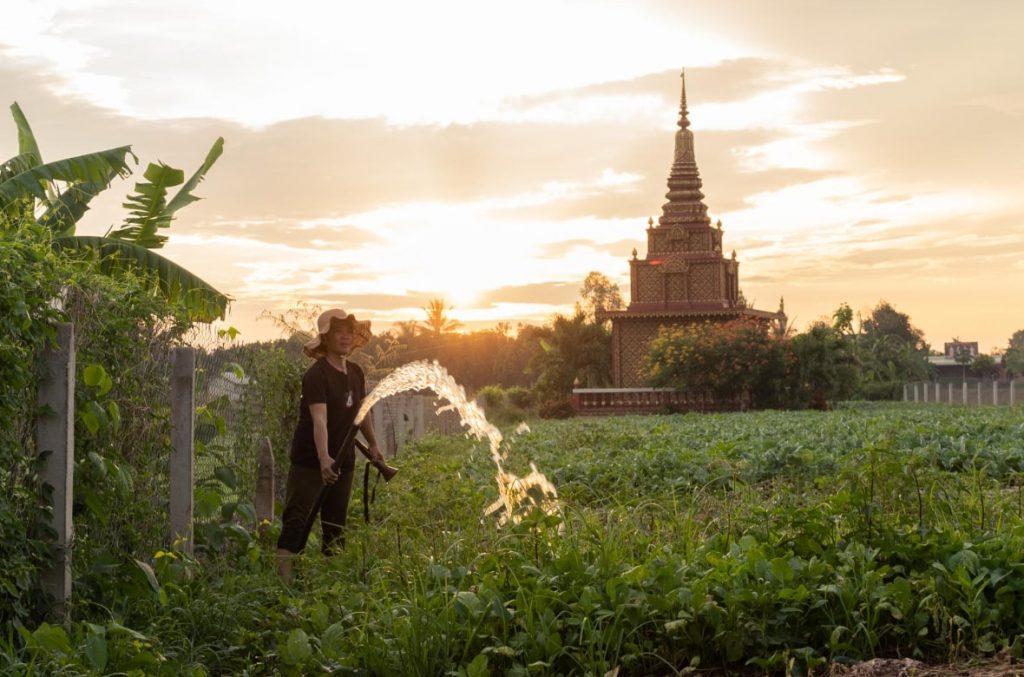 A grower with a hose in hand standing in a field, watering the plants