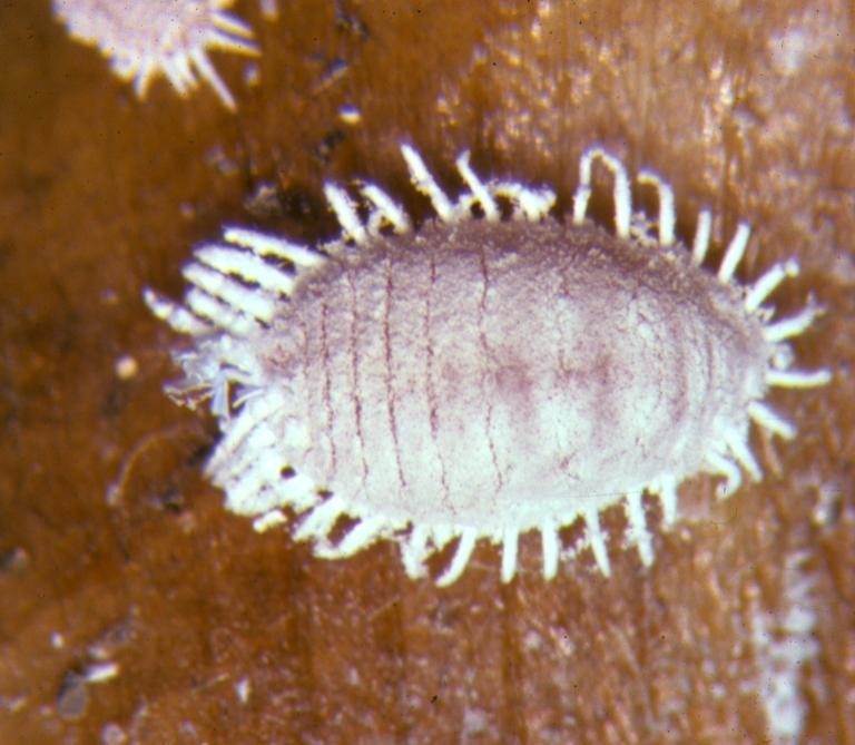 Pineapple mealybug