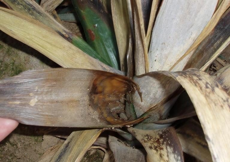 Phytophthora root rot