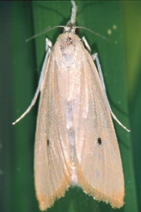 Asiatic rice borer