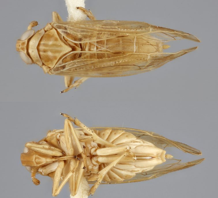 Brown planthopper