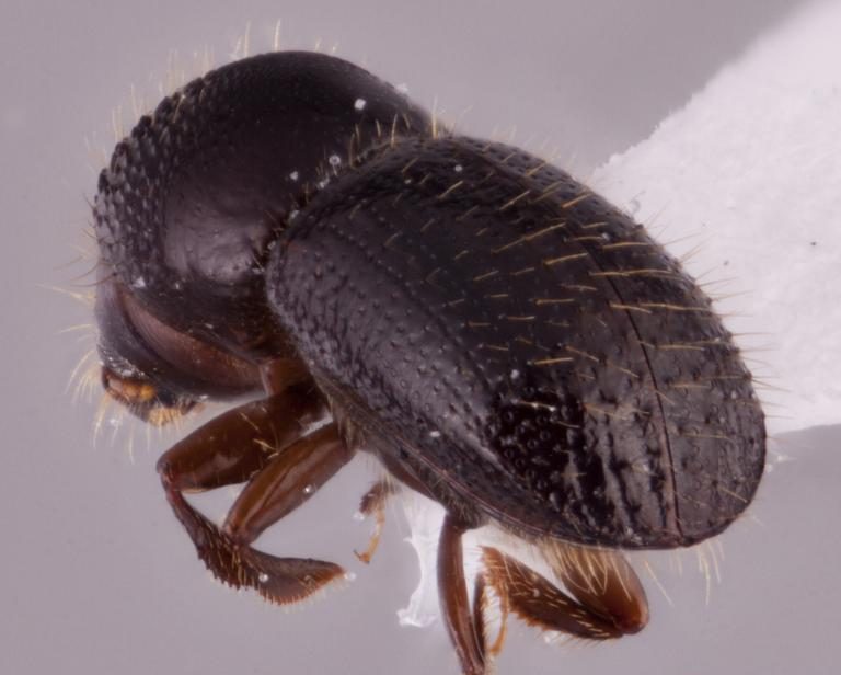 Polyphagous shot hole borer