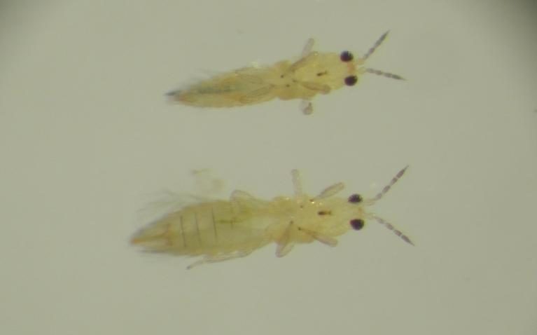 Chilli thrips