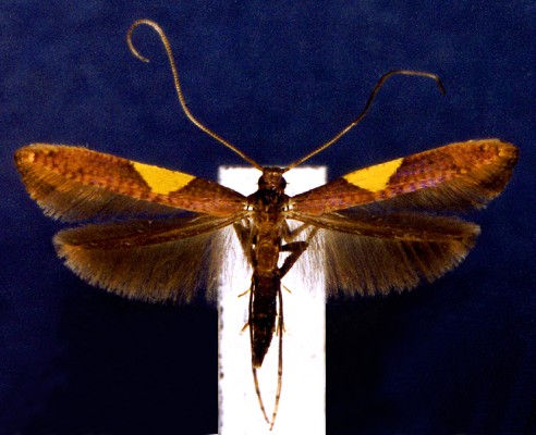 Adult tea leaf roller