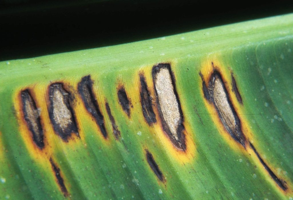 Close-up of a banana leaf with dark brown streaks