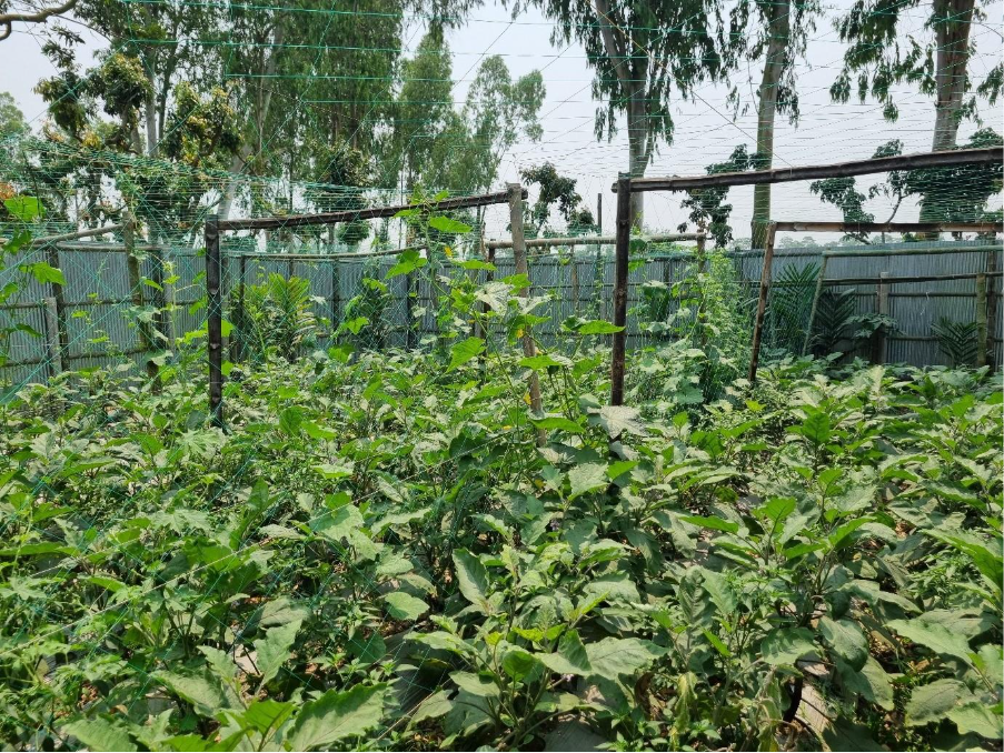 crops on Bangladesh farm