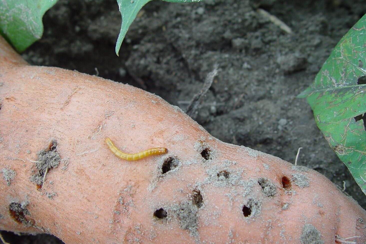 Ubi keledek di atas tanah, dengan lubang perlombongan yang dalam dan larva di sebelah salah satu daripadanya