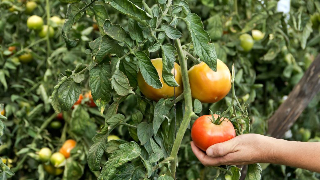 Cultivo de tomate