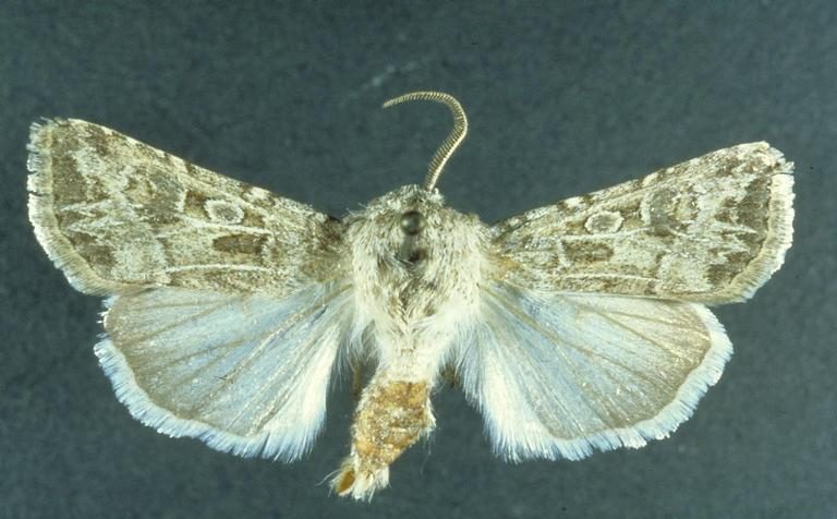 Bleke westelijke rups volwassen