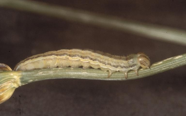 Tarwekop legerworm