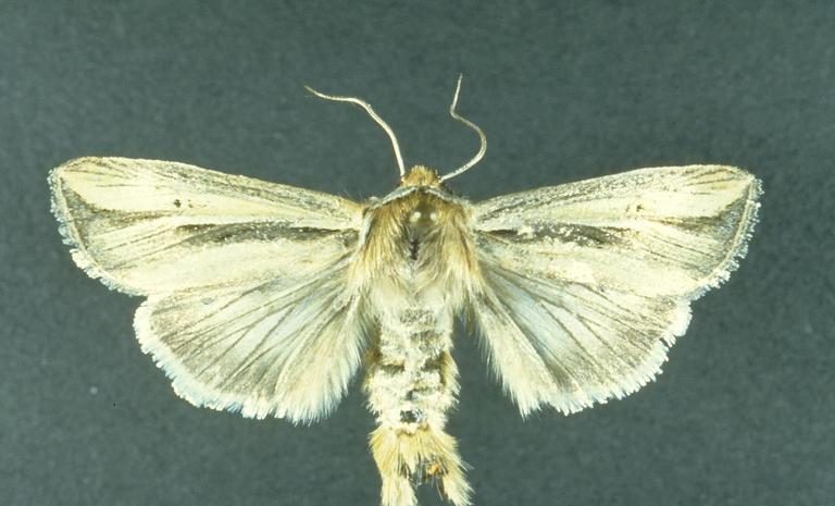Tarwekop legerworm