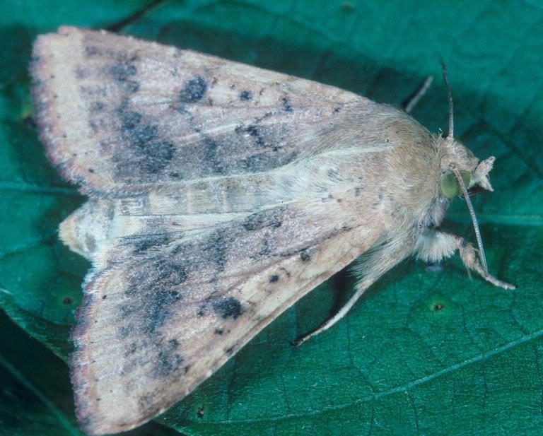 Cotton bollworm adult