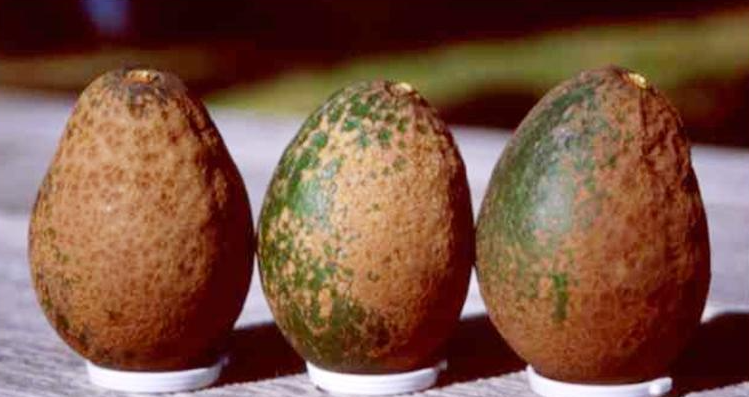 Schade aan avocado veroorzaakt door avocadotrips