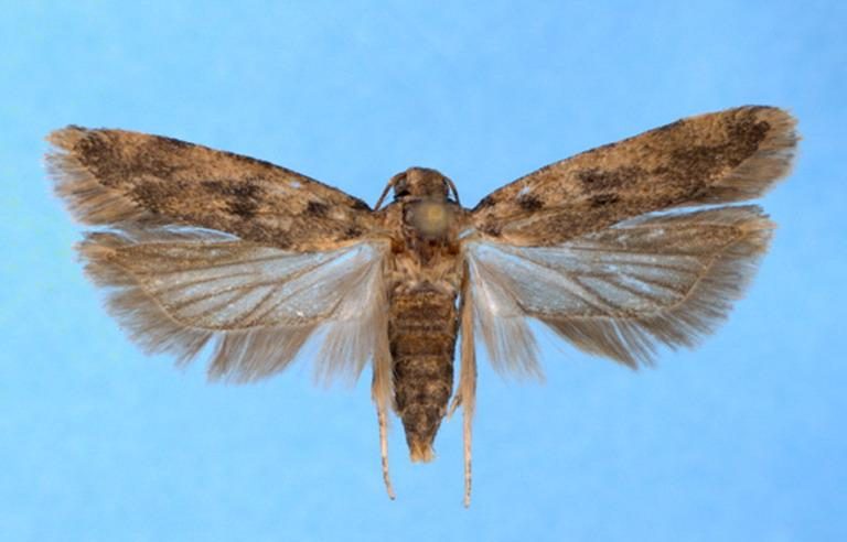 Pink bollworm adult