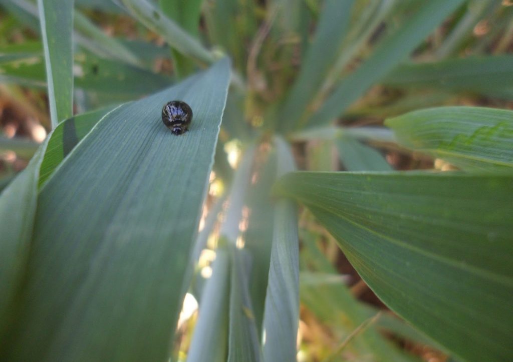 Oulema melanopus nimf op een tarweblad