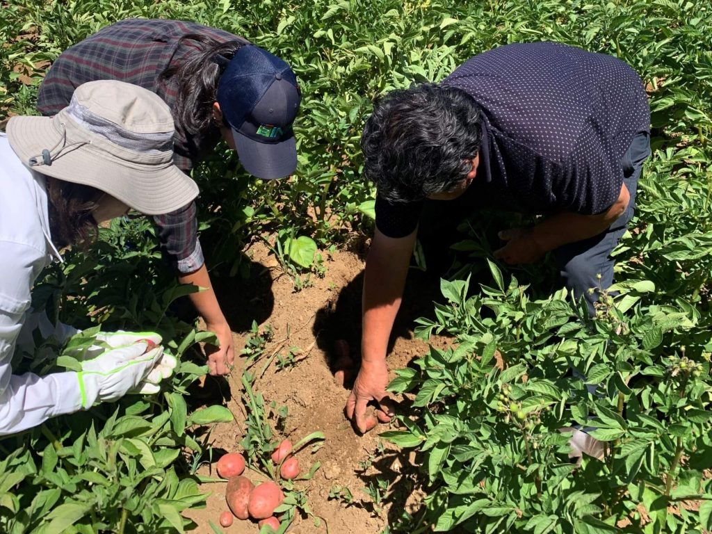 Tiga orang di ladang kentang menggali ubi untuk pemantauan