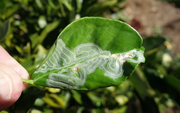 ಸಿಟ್ರಸ್ ಎಲೆ ಸುಲಿಯುವ ಹುಳು
