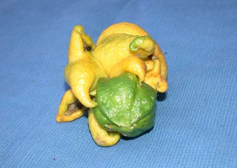 ಸಿಟ್ರಸ್ ಮೊಗ್ಗು ಮಿಟೆ