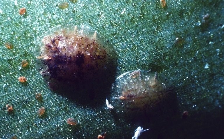 ಕಂದು ಸಾಫ್ಟ್ ಸ್ಕೇಲ್