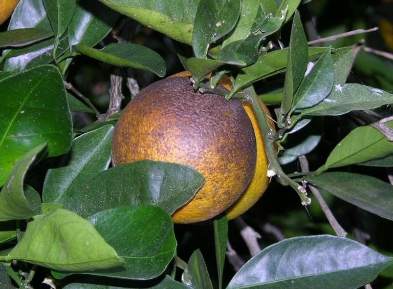 ಸಿಟ್ರಸ್ ತುಕ್ಕು ಹುಳ