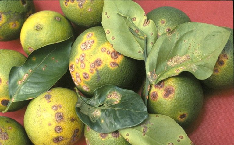 ಸಿಟ್ರಸ್ ಕ್ಯಾನ್ಸರ್