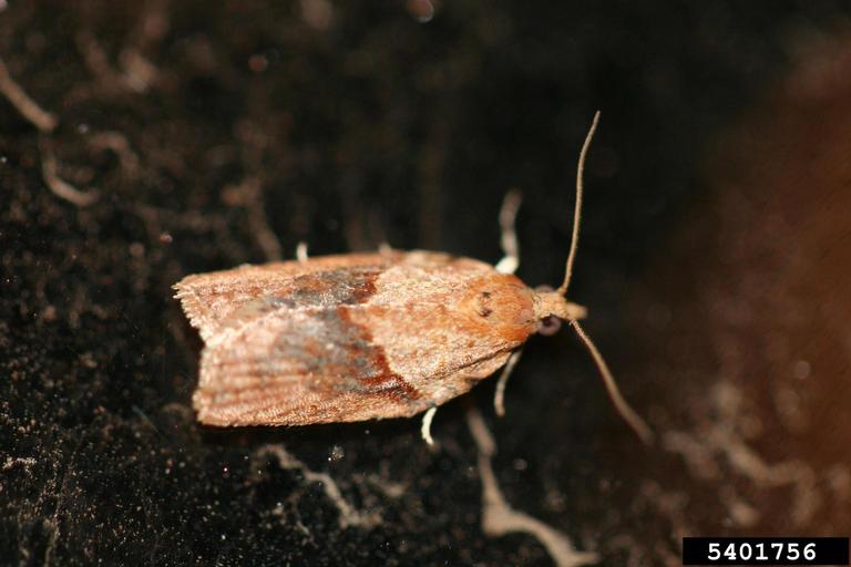 Mariposa da maçã marrom-clara