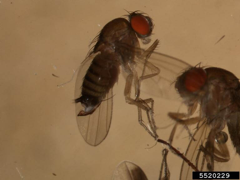Close up de uma drosófila de asas manchadas