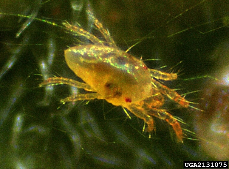 Close up de um ácaro-aranha de duas manchas