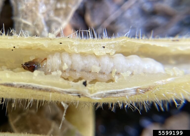 Larva penggerek batang labu