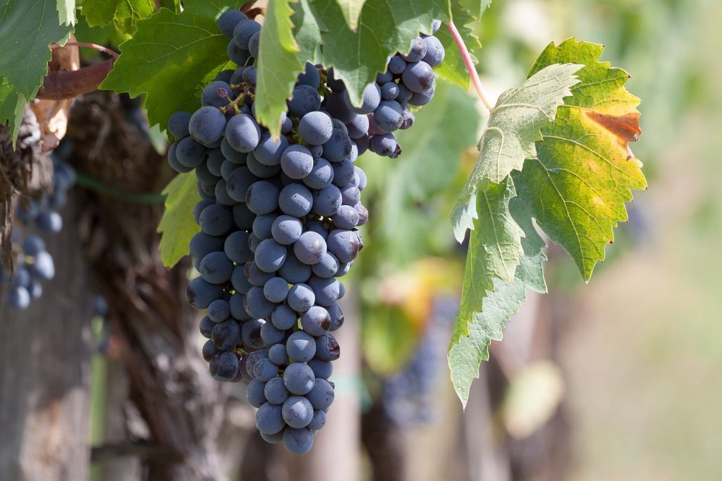 grape vine