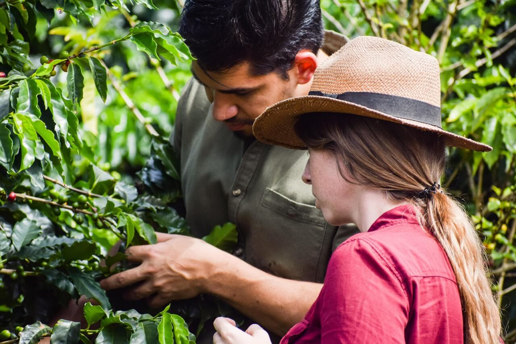 Man and woman examining coffee pods on a branch in a plantation.